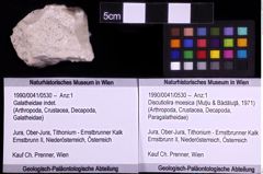 Foto (Objekt + Etiketten) von Discutiolira moesica (Muţiu & Bădăluţă, 1971) (NHMW-GEO-1990-0041-0530)